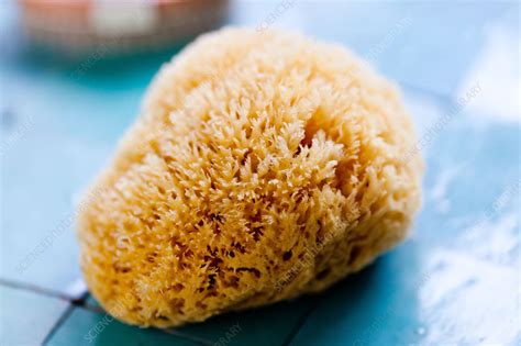 Natural Sponge Stock Image C0331370 Science Photo Library