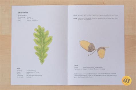 Conheça todos os produtos herbarium. Großes Herbarium - heimische Laubgehölze - Wunderwerkstatt