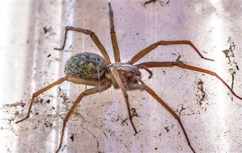 House Spiders In Las Vegas Nv And Dallas Tx Evolve Pest Control