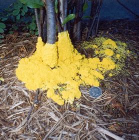 Strangely, they only appear on the the oats where i just go in the wood in swamp i turn over all old log i see (he doesnt like light and love humidity) i just bring home all yellow strang thing i found and. Slime Molds - Wisconsin Horticulture