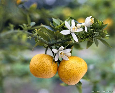 Цветок апельсина, черный чай, жасмин, гедион и перец; Récolter les fruits du bigaradier - Détente Jardin