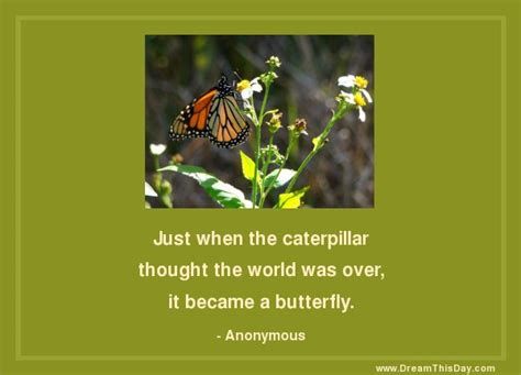Butterfly Quotes Inspirational Quotes About Butterfly