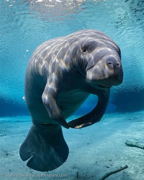 Classic Manatee Photo Capturing The Beauty Of Marine Mammals