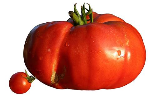 Definition Tomato