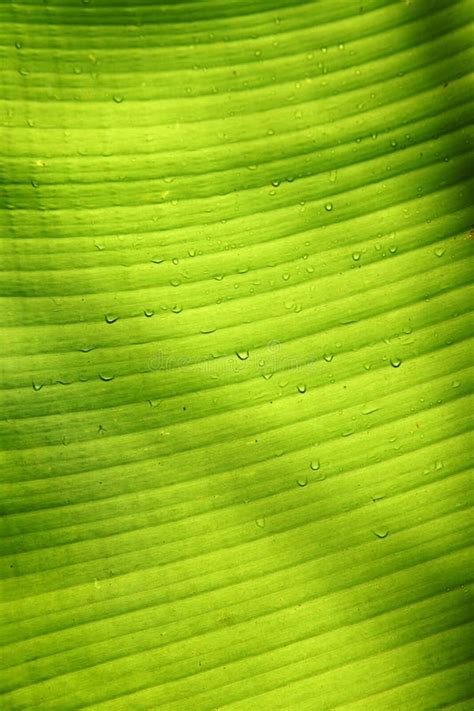 210 Banana Leaf Texture Free Stock Photos Stockfreeimages