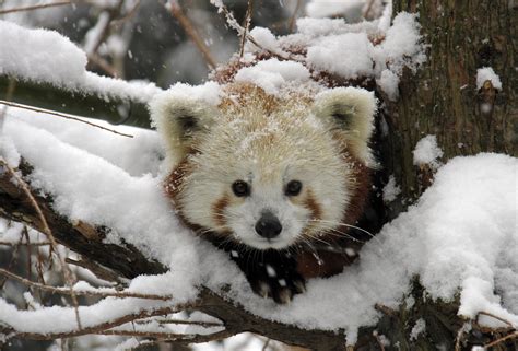 Red Panda In Snow The Neosmart Files