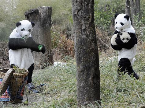 Panda Caretakers Disguised To Train Baby Pandas To Live In The Wild Raww