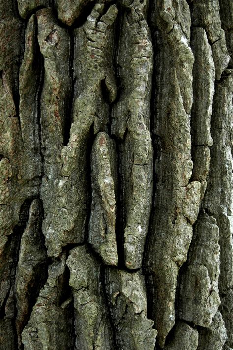 Texture Rrific Tree Bark Tree Textures Color Textures Textures