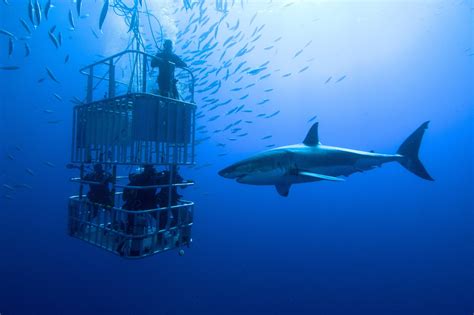 Cage Dive With Sharks The Rock Star Retirement Plan