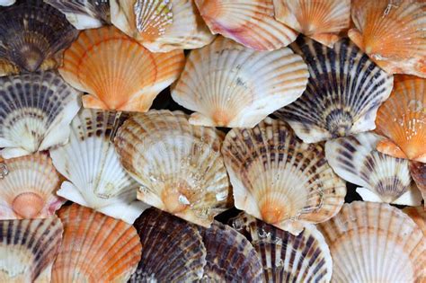 Scallop Shells Stock Photo Image Of Nature Tide Collectible 64788474