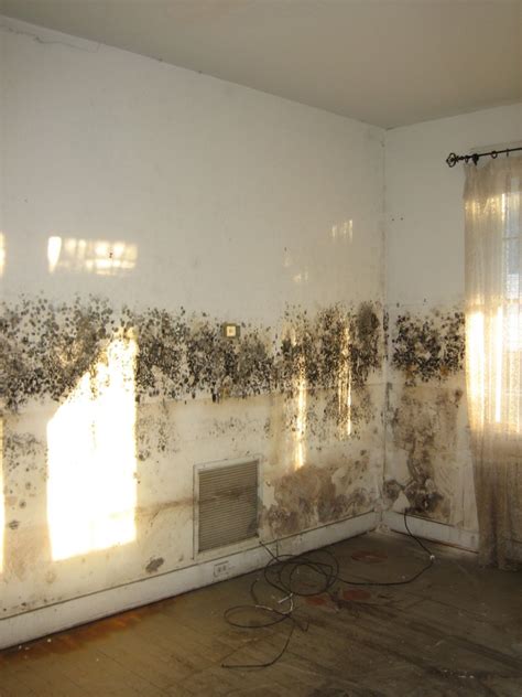 Most homeowners insurances will cover water damage that occurs inside the home from plumbing and moisture issues. Fungi After the Floods - How to Get Rid of Mould to ...