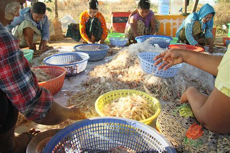 US To Lend Expertise In Shrimp Breeding Techniques To Local Producers