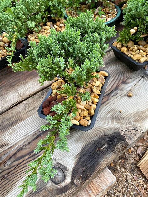 Bonsai Trees for sale in Davenport, Florida | Facebook Marketplace