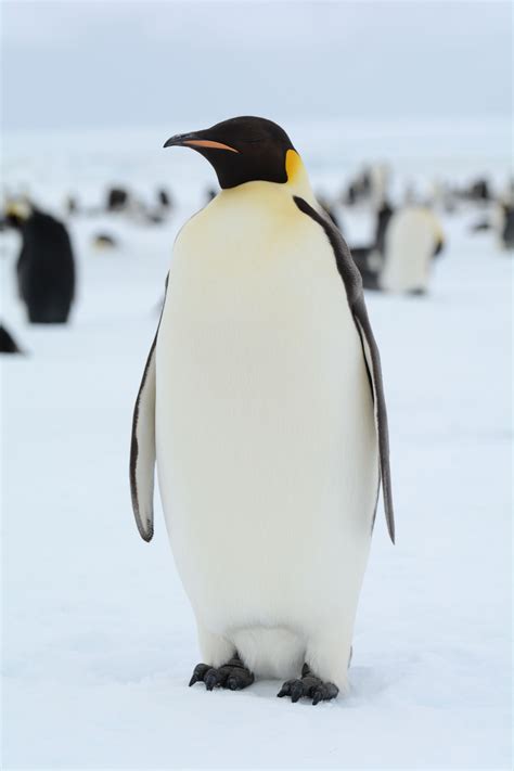 They Are About 120 Metres High And Live In Antarctica We Are Of