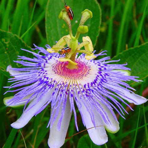 We did not find results for: maypop | Passion flower, Strange flowers, Unusual flowers