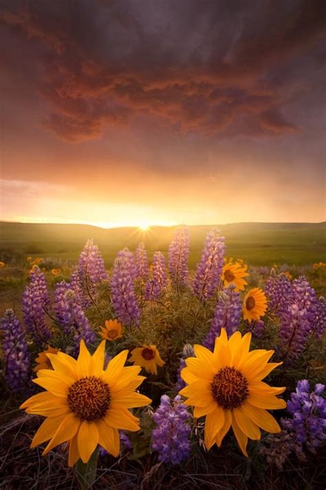 Sunflower Sunset Picturesque Landscapes Pinterest