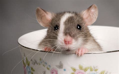 Baby Rat Wallpapers Top Free Baby Rat Backgrounds Wallpaperaccess