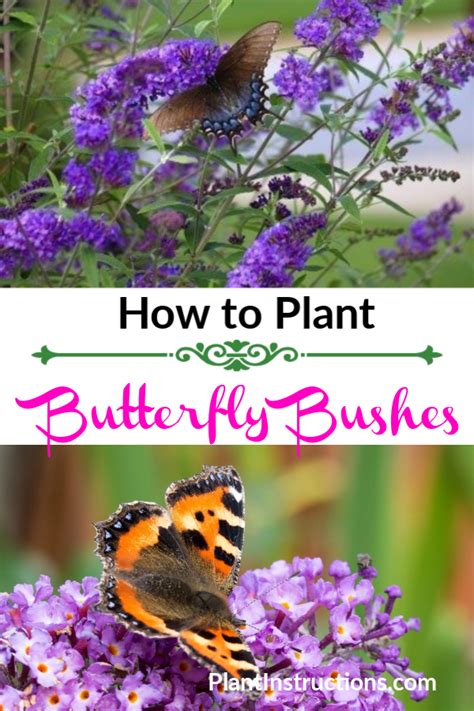 How To Plant Butterfly Bushes Plant Instructions Grow Butterflies