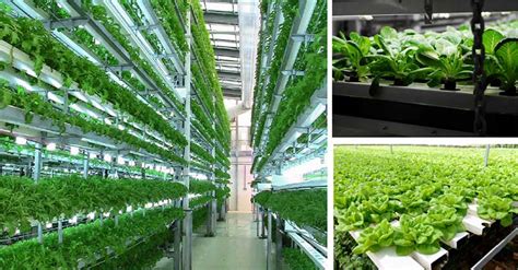 Instead of farming vegetables and other foods on a single level, such as in a field or a greenhouse, this method produces foods in vertically stacked layers commonly integrated into other structures like a skyscraper. Vertical Farming Market in North America Report