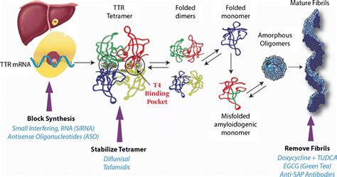 Novel Drugs Targeting Transthyretin Amyloidosis Springerlink