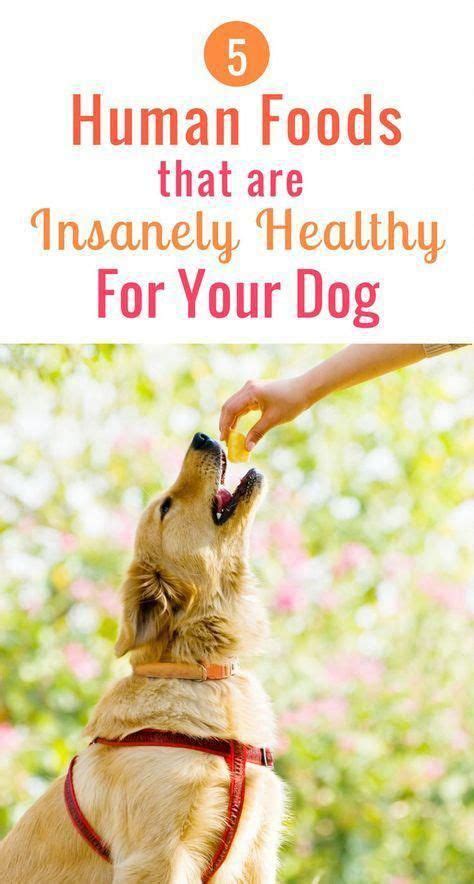 Here is a list of human food that will prove delicious and nutritious for your doggo. best obedience training #dogtrainingvideo puppy training ...
