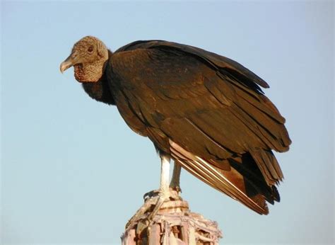 A Rare Bird In Manzanillo Manzanillo Sun