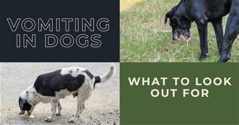 Different Types Of Vomit In Dogs A Guide For Pet Parents
