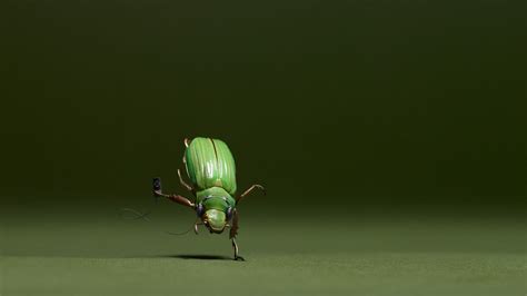 Fond Décran La Photographie Macro Insecte Vert Mouche Scarabée