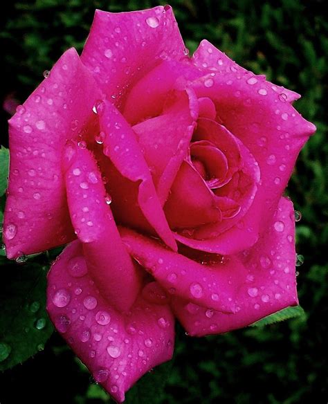 Rose Flower Photos Hot The Flower Of Love 35 Beautiful Rose Photos Your Rose Flower Stock