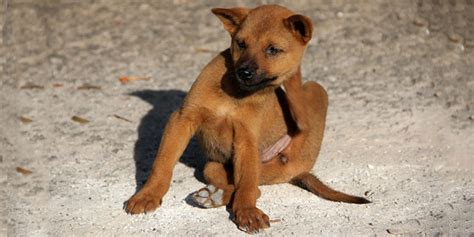Dermatite Nel Cane Sintomi Cause Cura E Rimedi Robinson Pet Blog