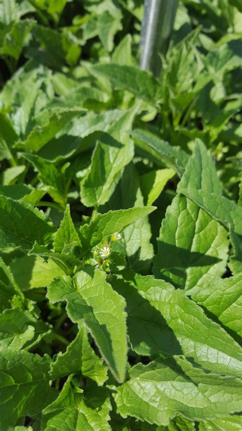 Jul 06, 2021 · ground cover is great for use under plantings in shrub borders and beds, in wet or dry locations, which makes it ideal for greenhouse and nursery usage instead of gravel. Not sure if weed or ground cover (Okanogan BC) It's ...