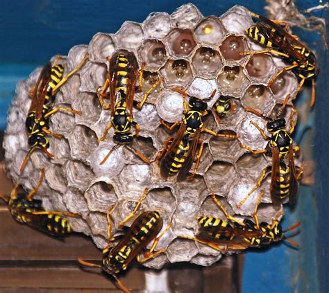 What You Should Know About Wasps Pest Writers