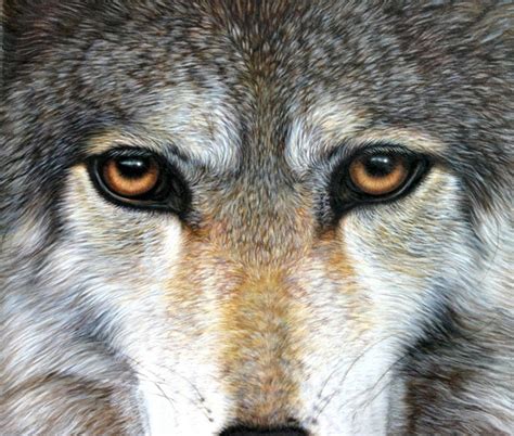 Wolf Eyes Painting At Explore Collection Of Wolf