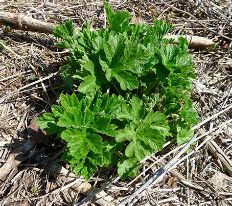 Wild Edibles How To Harvest And Cook Cow Parsnip Greens Laurie