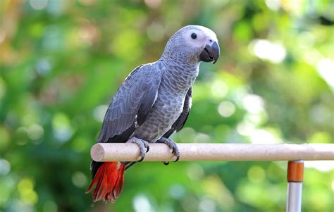 Facts About African Grey Parrots