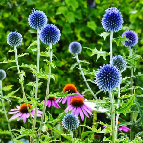 Blue Flowering Perennials 15 Easy To Grow Plants Artofit