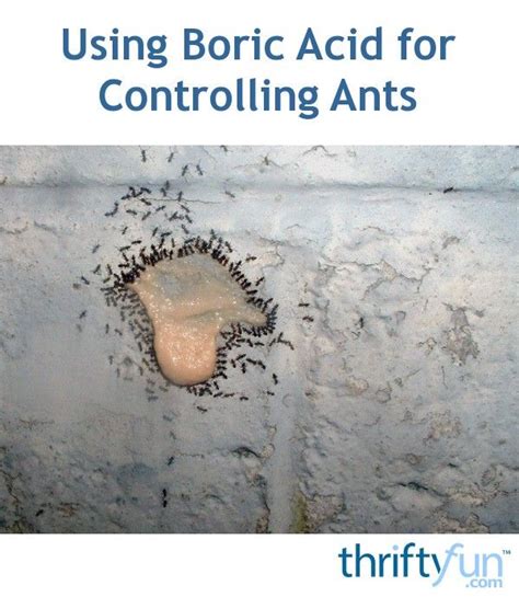 Using Boric Acid For Controlling Ants