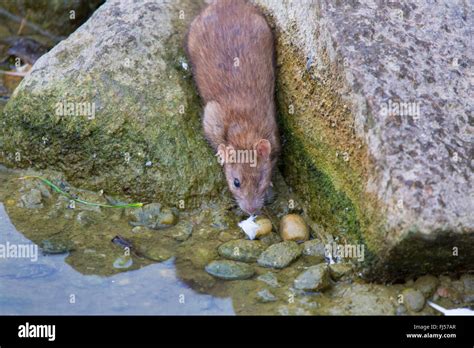 Brown Rat Common Brown Rat Norway Rat Common Rat Rattus Norvegicus