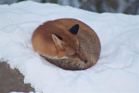 Sleeping Fox By Jrl5 On Deviantart