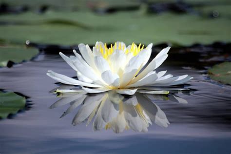Top 8 Aquatic Plants Which Floats On Water Allrefer