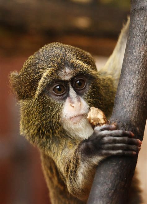 Free Photo African Monkey Africa Animal Closeup Free Download