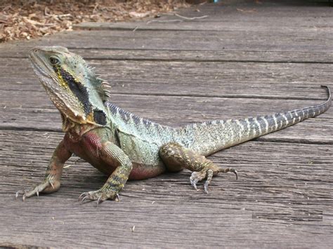 Types Of Garden Lizards In Australia Fasci Garden