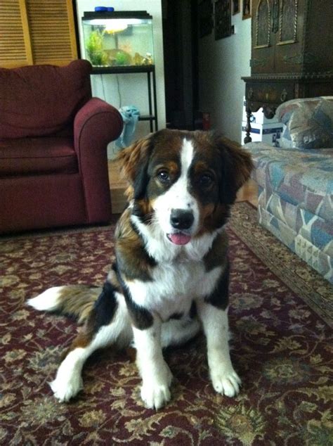 My Dog Daisyshes A Bernese And Newfoundland Mix Pets