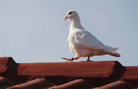 White Homing Pigeon I Was Glad To See A White Homing Pigeo Flickr