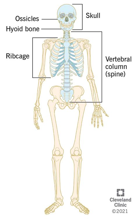 Axial Skeleton What Bones It Makes Up Results For Axial And