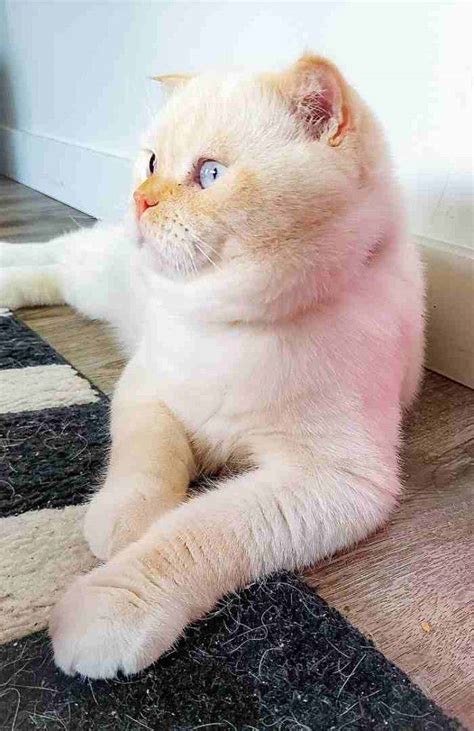 Adopted Persian Scottish Fold Mix Cat In Edmonton Ab Meet Yuki