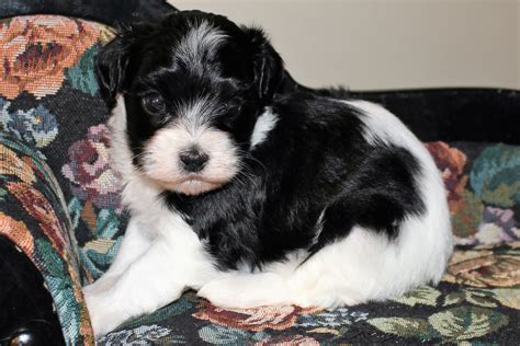 We breed havanese puppies that are available for adoption. Havanese Puppies For Sale | Sacramento, CA #234196