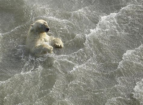 28 How Far Can Polar Bears Swim References