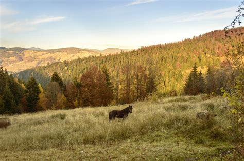 Images Gratuites Paysage Arbre La Nature Forêt Herbe De Plein