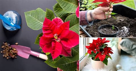 Poinsettia Care Tips And Growing Guide How To Rebloom Poinsettias